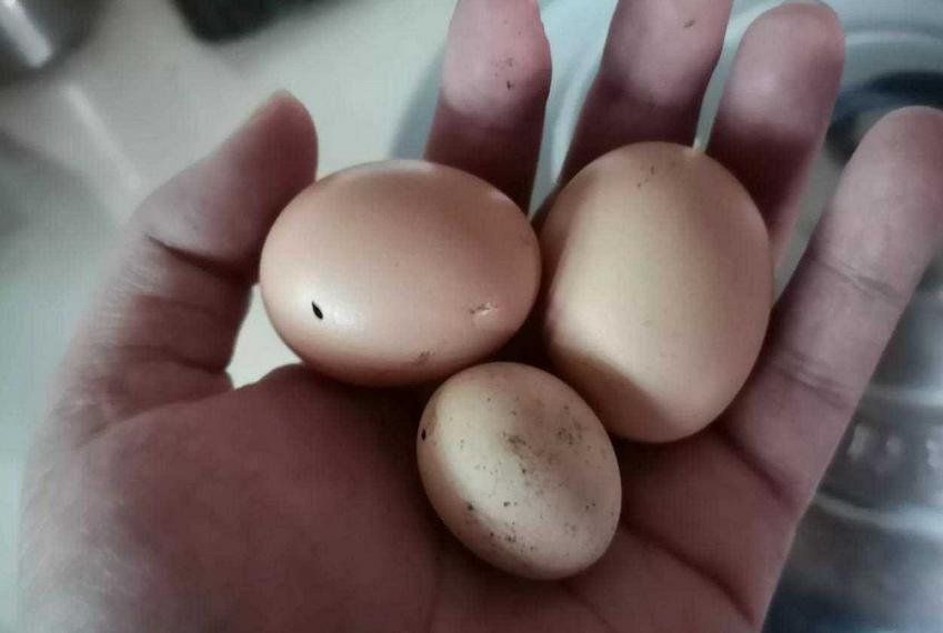 鸡下小蛋软蛋多怎么回事,鸡下的蛋特别小是怎么回事