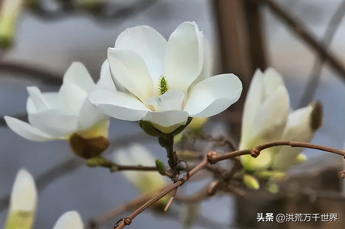 金玉满堂树,金玉满堂指哪几种树