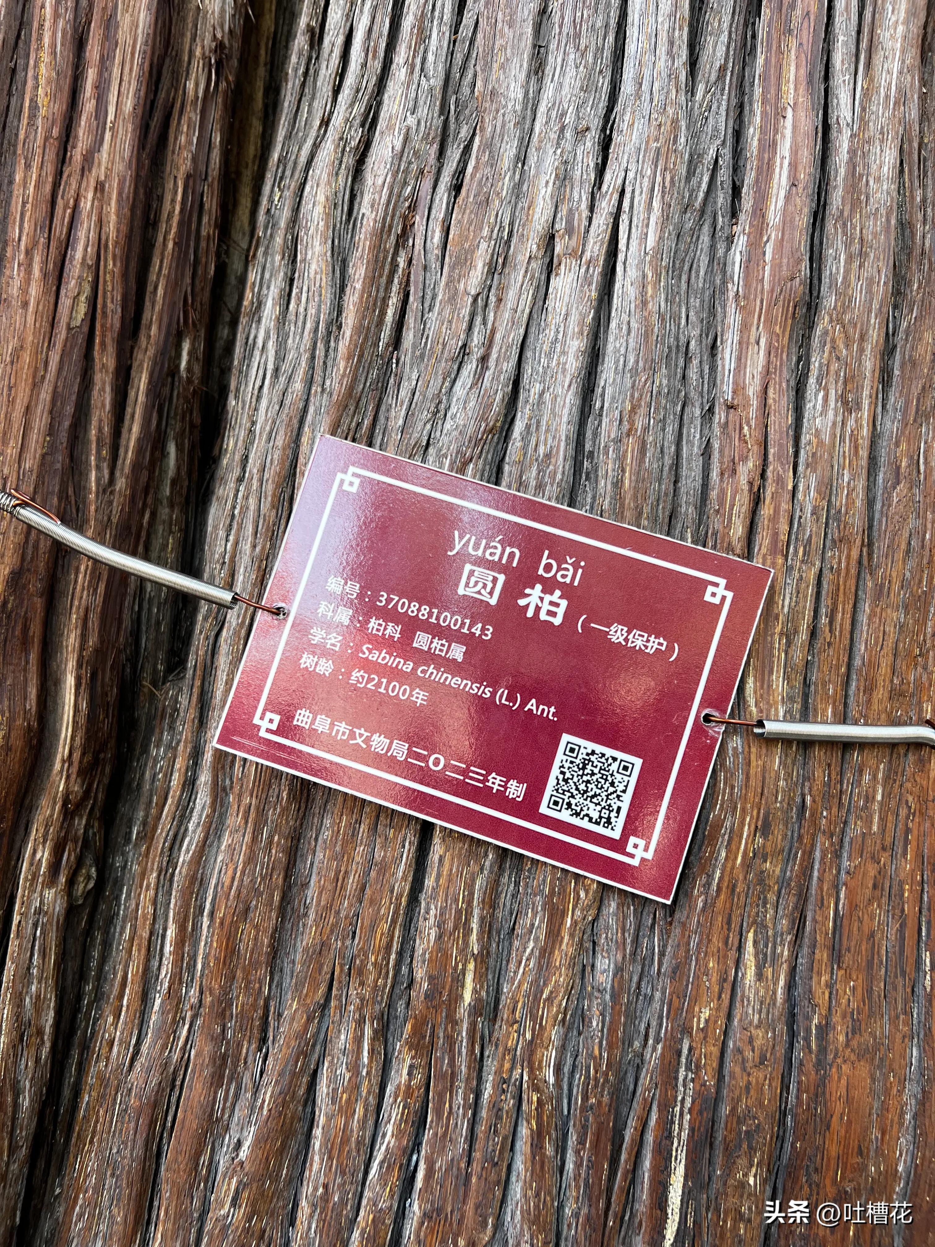 37℃，高温下逛完孔庙，孔子姓啥