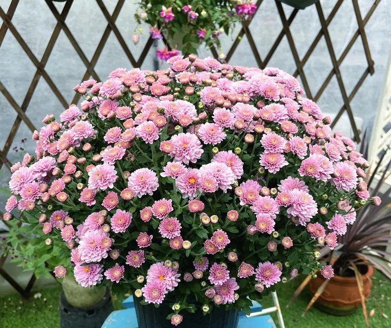 10月份养花注意什么,10月养栀子花