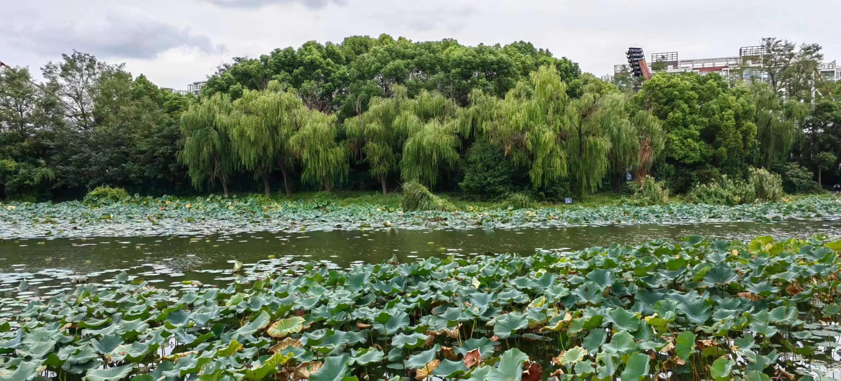 杨迎勋散文：新江湾城湿地沪上＂绿宝石＂