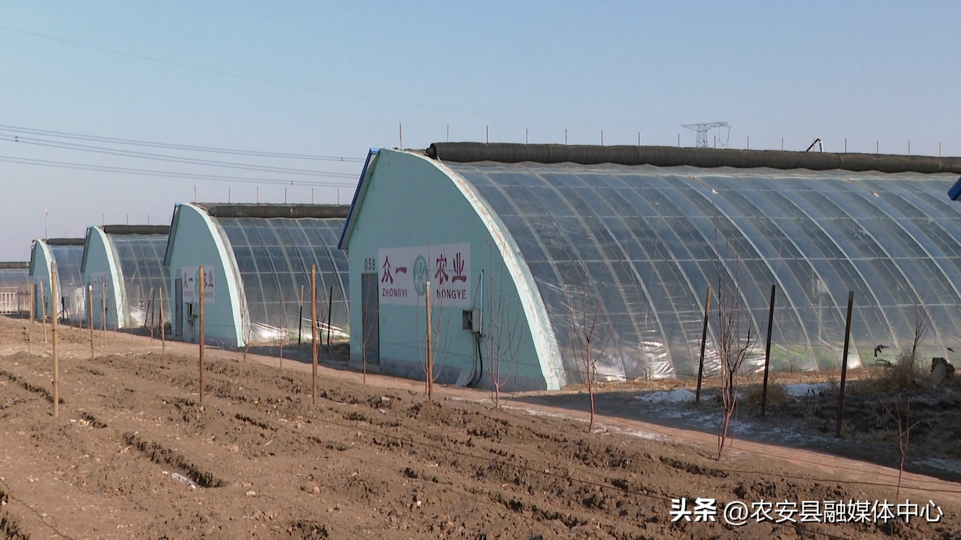新春走基层大棚里面春意浓,新春走基层草莓种植基地