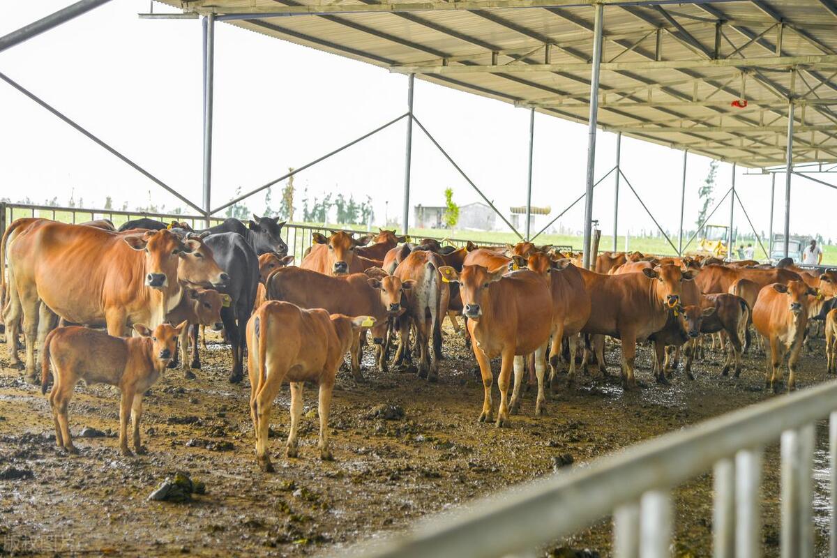 当下农村最兴旺的六大生意,农村这三种生意最挣钱没淡季