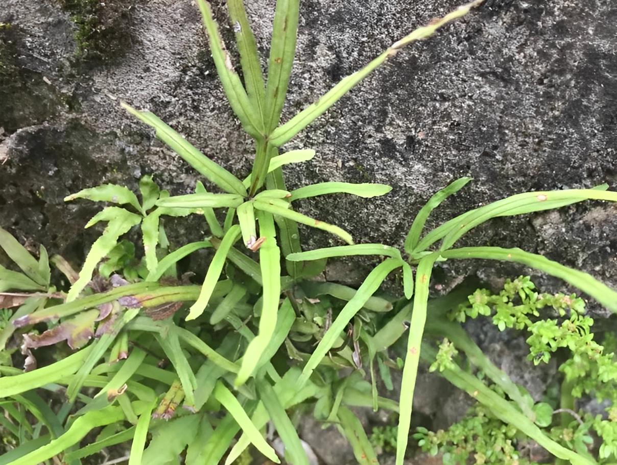 长在水沟边的草药图片有点像竹叶,长在井边的草药