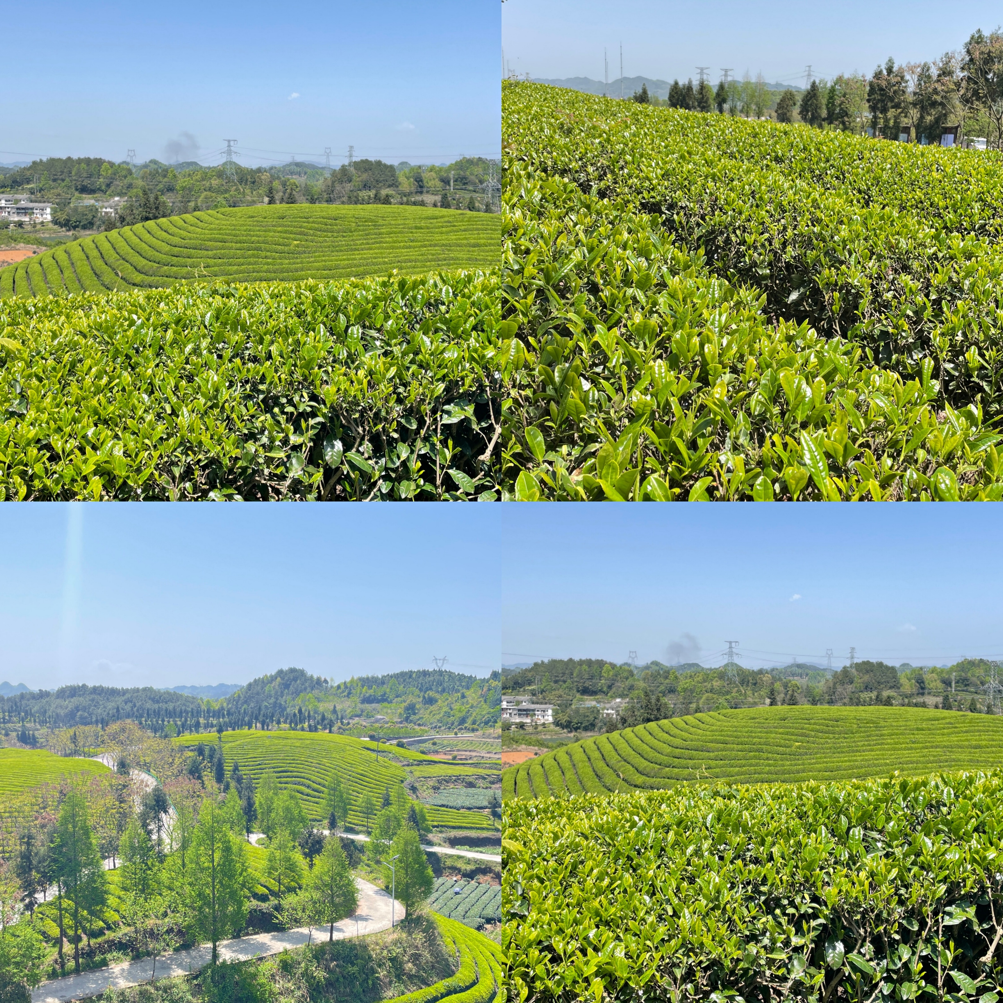 黔雨枝凤冈锌硒茶,凤冈县锌硒茶的来历