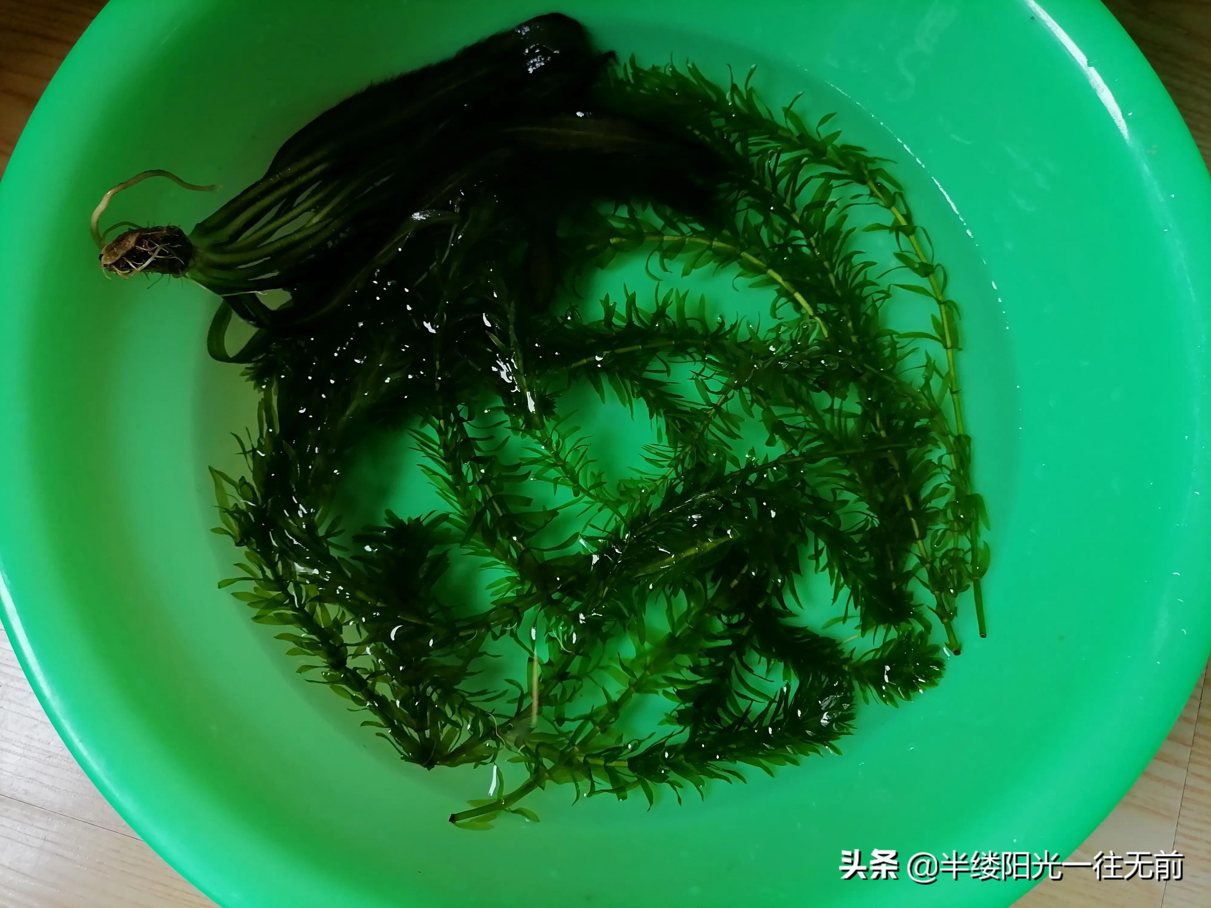 楸煎競涔扮殑姘磋崏閫犳櫙,楸煎競涔板洖鐨勬按鑽夊吇涓嶆椿