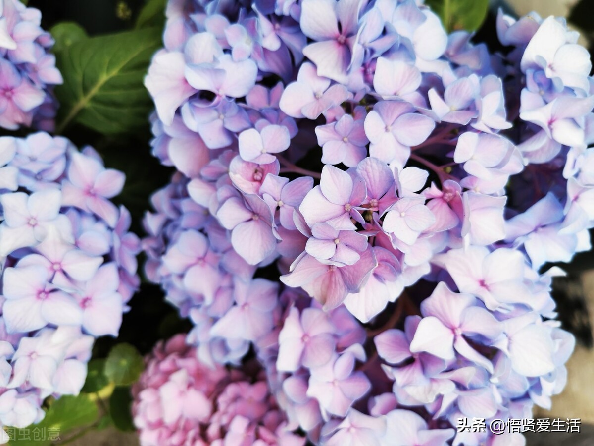 非常适合小院种植的花,适合露台种的花一年四季开花