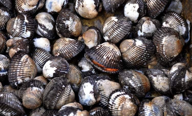 1988年的魔都：毛蚶、甲肝、差头司机和两厢小夏利