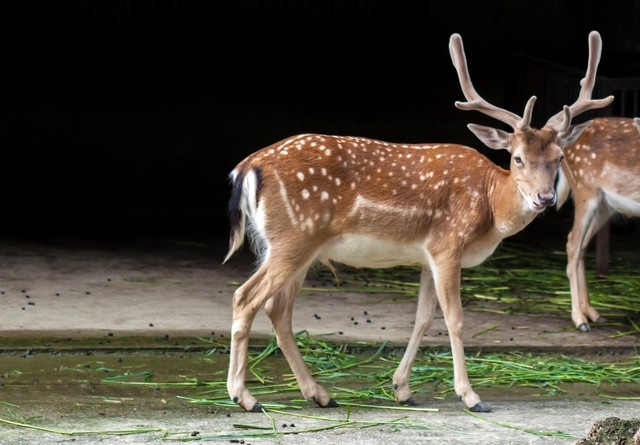 养殖20只梅花鹿吃玉米苗,养殖梅花鹿20头多少成本多少利润