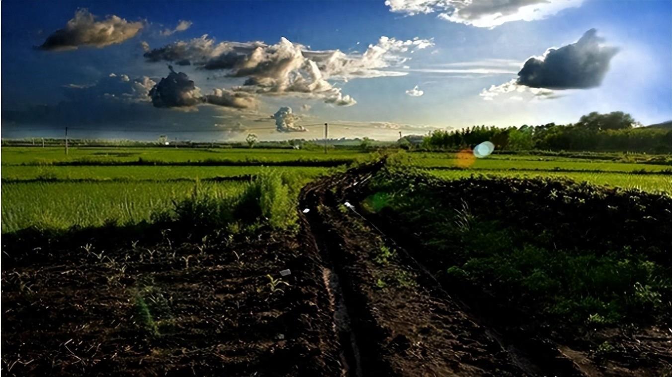 熊猫40年血泪史,大熊猫之殇
