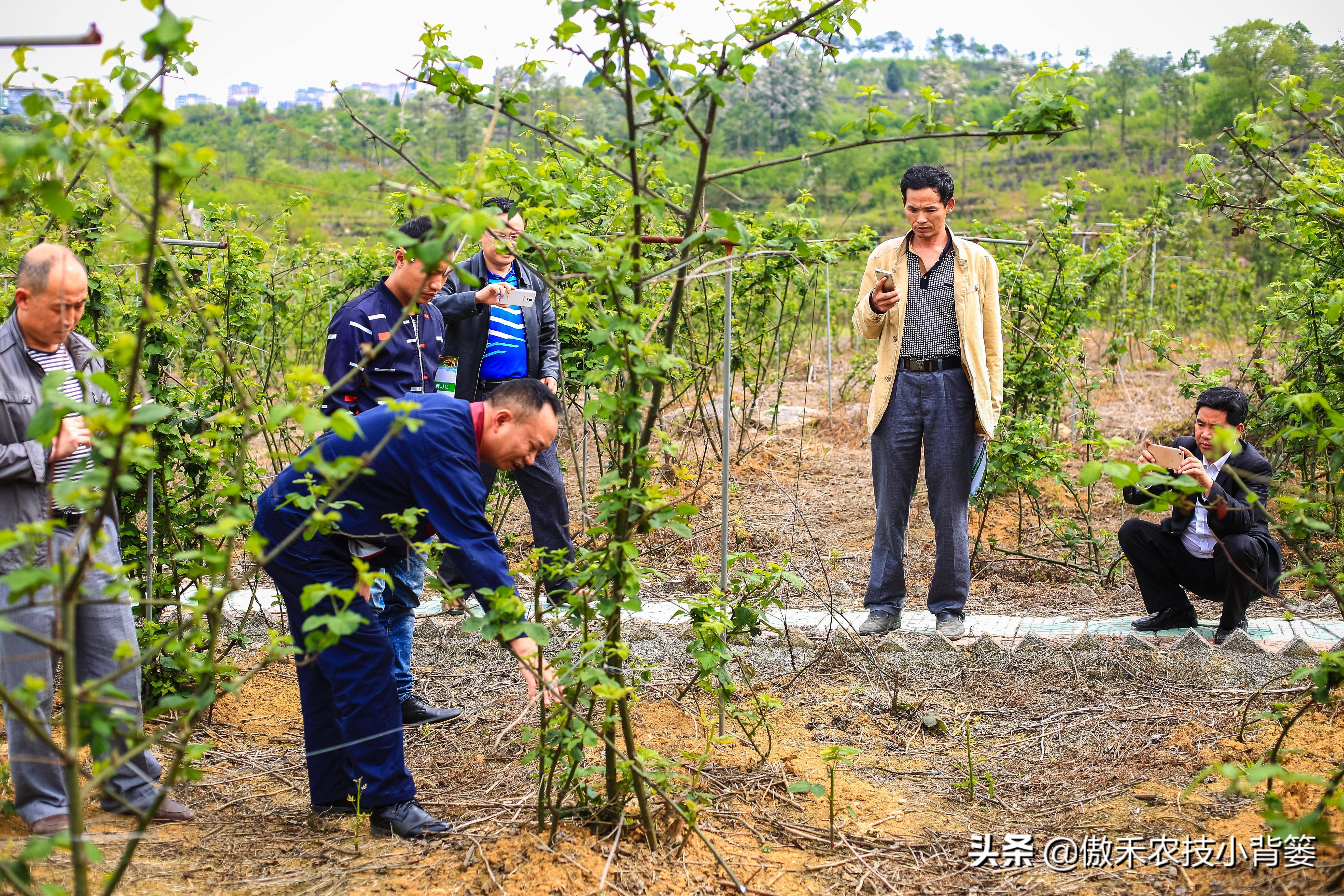 哪些肥料混用后容易“起冲突”,哪些肥料混用后能做“好朋友”?