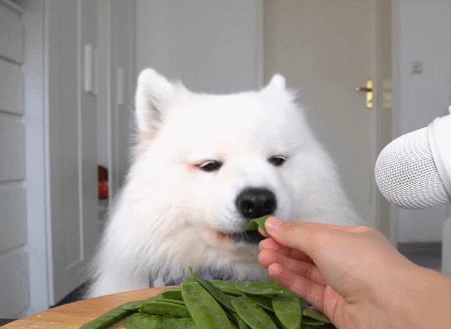 双色球开奖的结果,萨摩耶犬多少钱一只广安