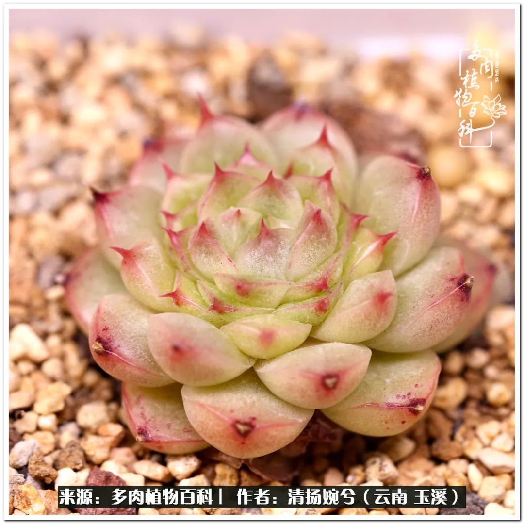 夏天好养颜值高的多肉,可爱的小多肉