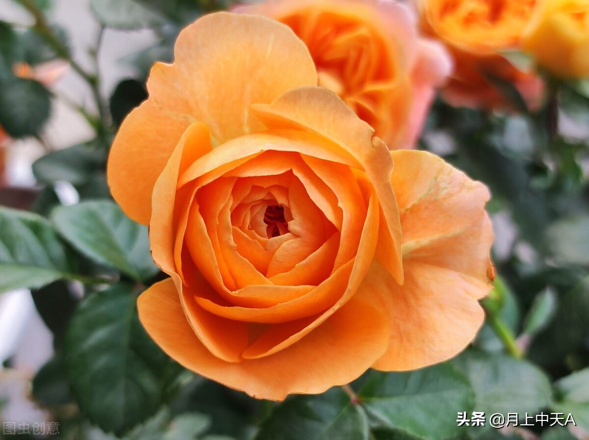 咏月季花七绝,咏月季花七绝七言诗