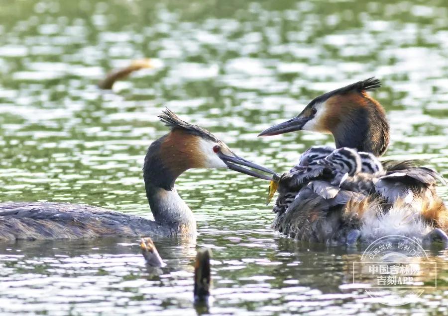 长春市南湖公园和南溪小镇,长春北湖湿地和南溪谁大
