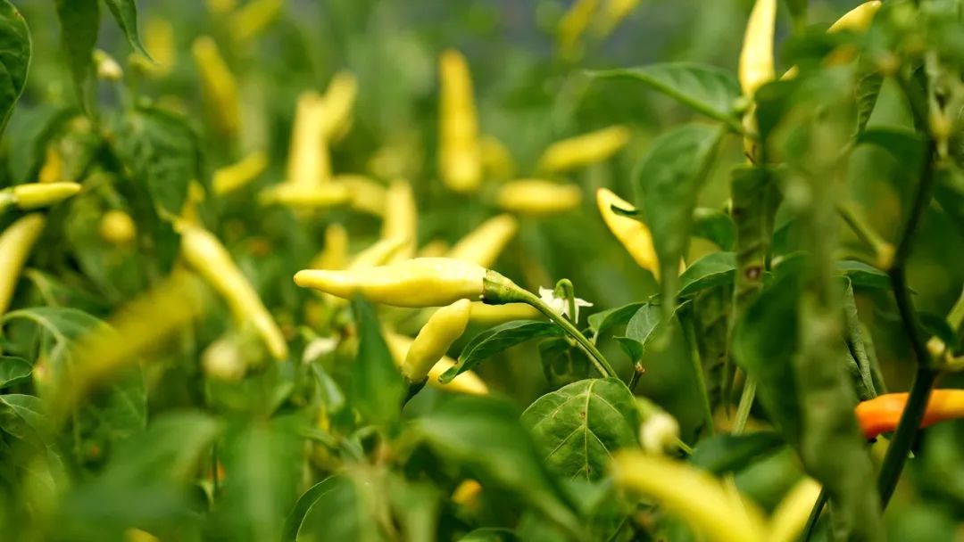 700亿级的辣椒市场，他盯上了其中的细分赛道，年入超3亿元