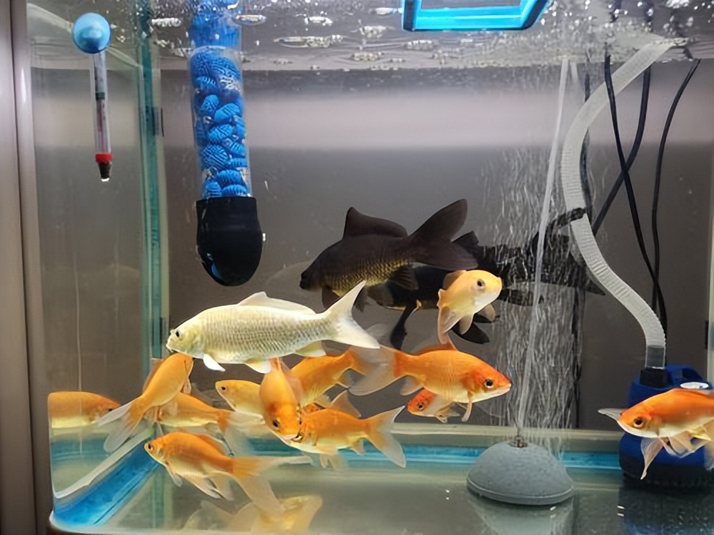 鱼撞缸是怎么回事？鱼撞缸的6种原因！