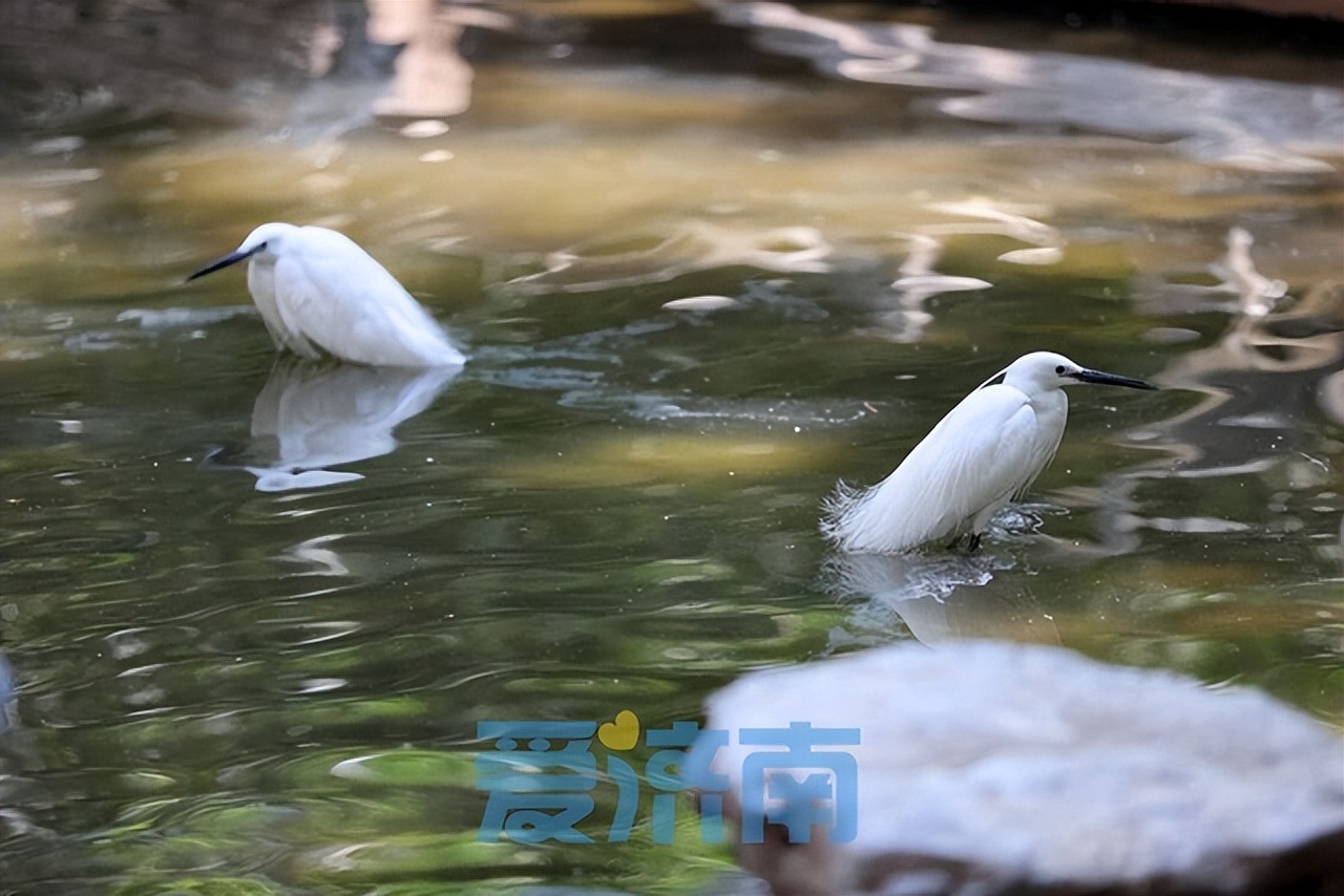 夏色初染泉城一起来找找济南府里的中国色吧~