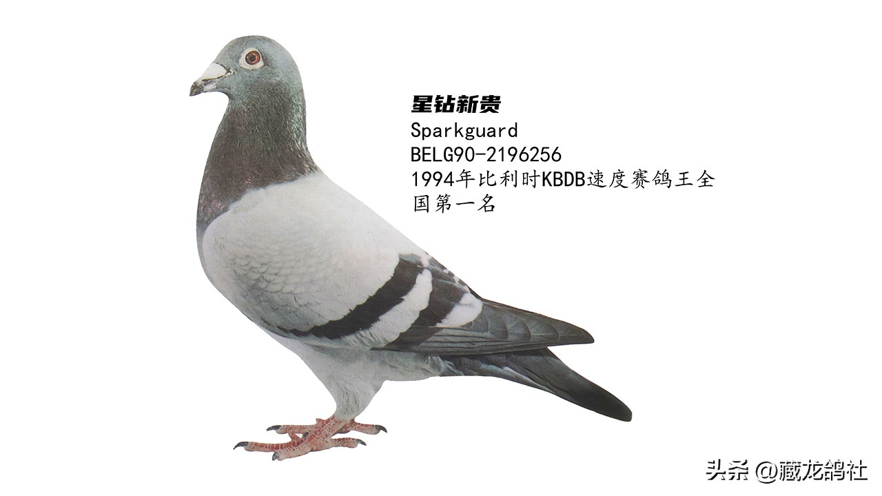 “洋天落”的正确使用姿势——青岛名将高赐德访谈录