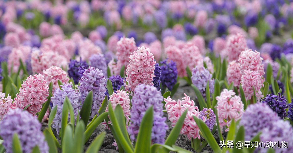 女朋友生日一般送什么花比较好,女朋友生日送花送什么花