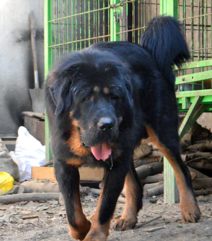 西藏纯种藏獒繁殖基地,藏獒养殖技术教学视频播放