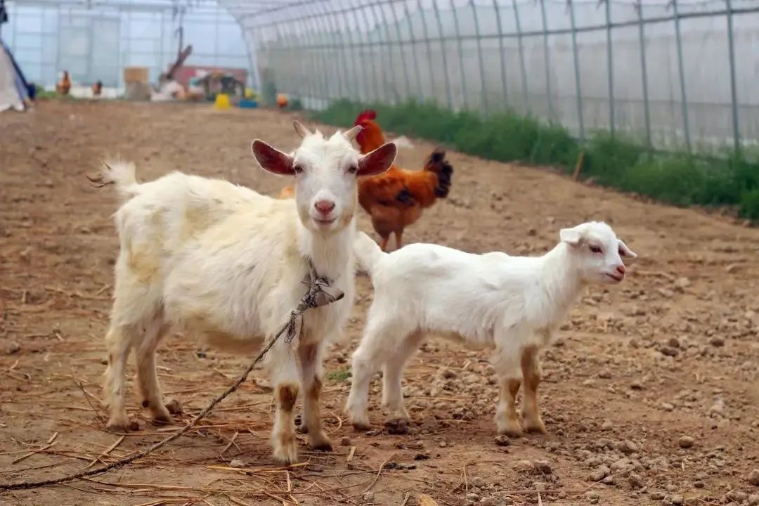 如何辨别羊肉卷是纯的羊肉,冻羊肉卷是怎么卷成的