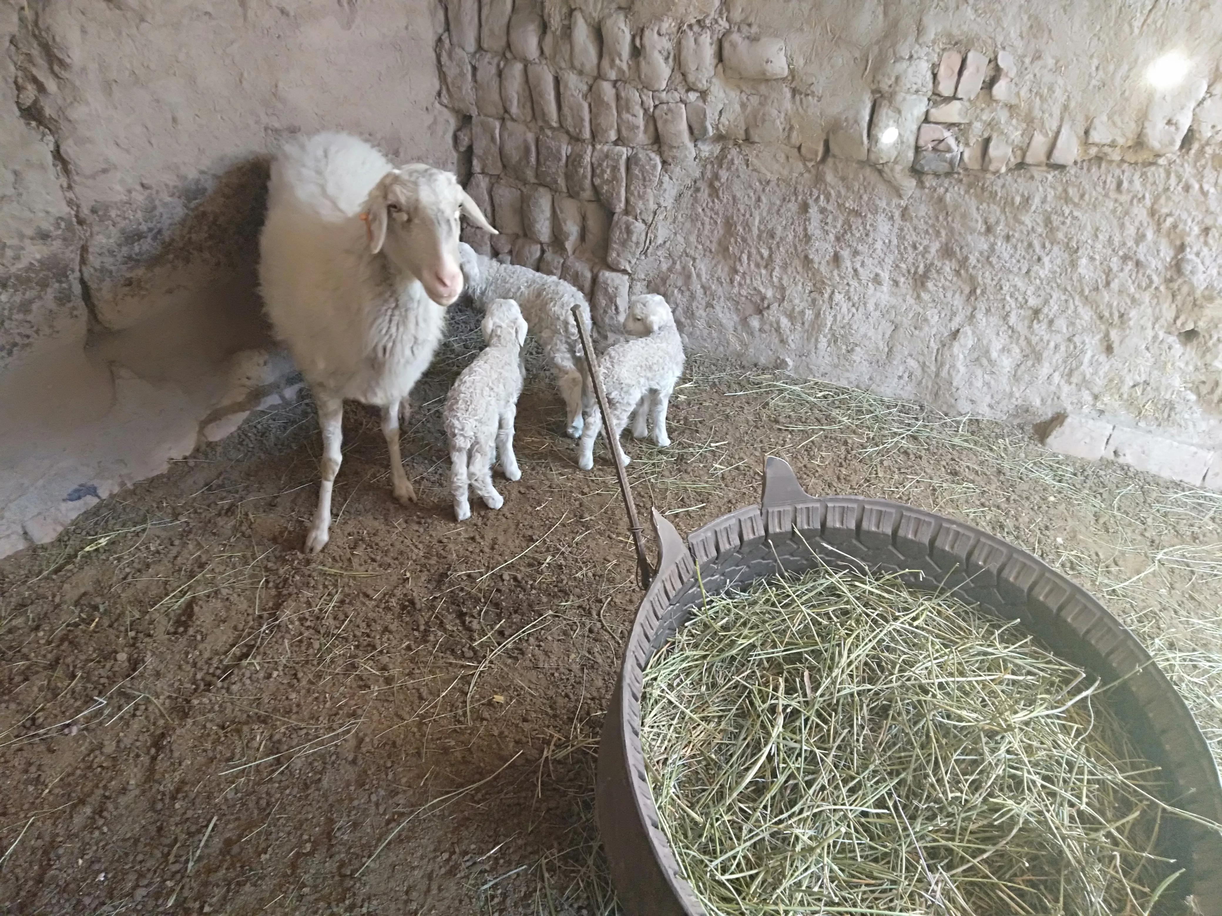 养羊的现实状况,养羊十大陷阱事件