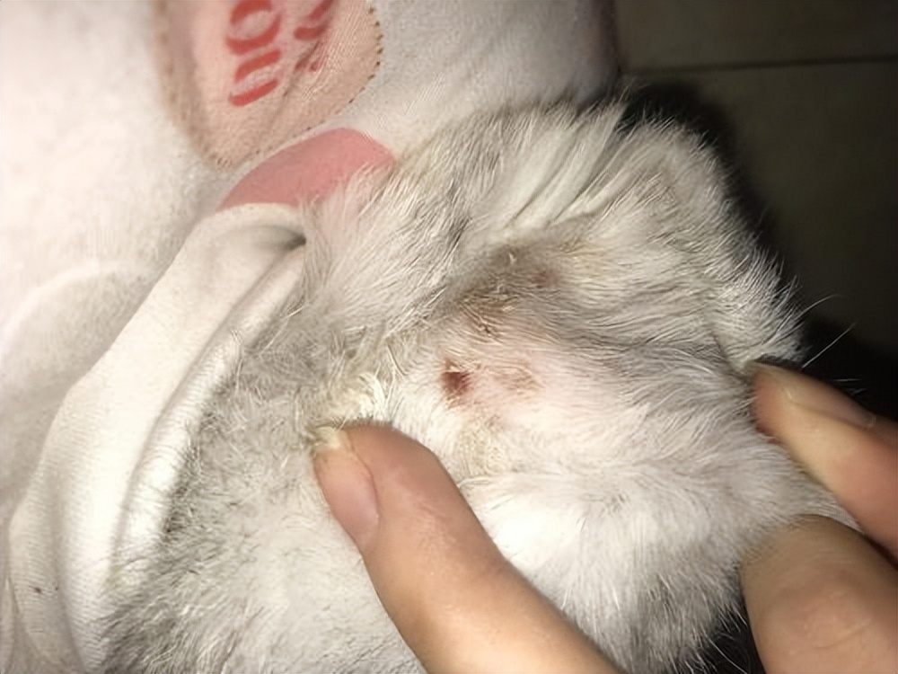 猫皮肤病怎么治疗,猫皮肤疾病怎么治疗