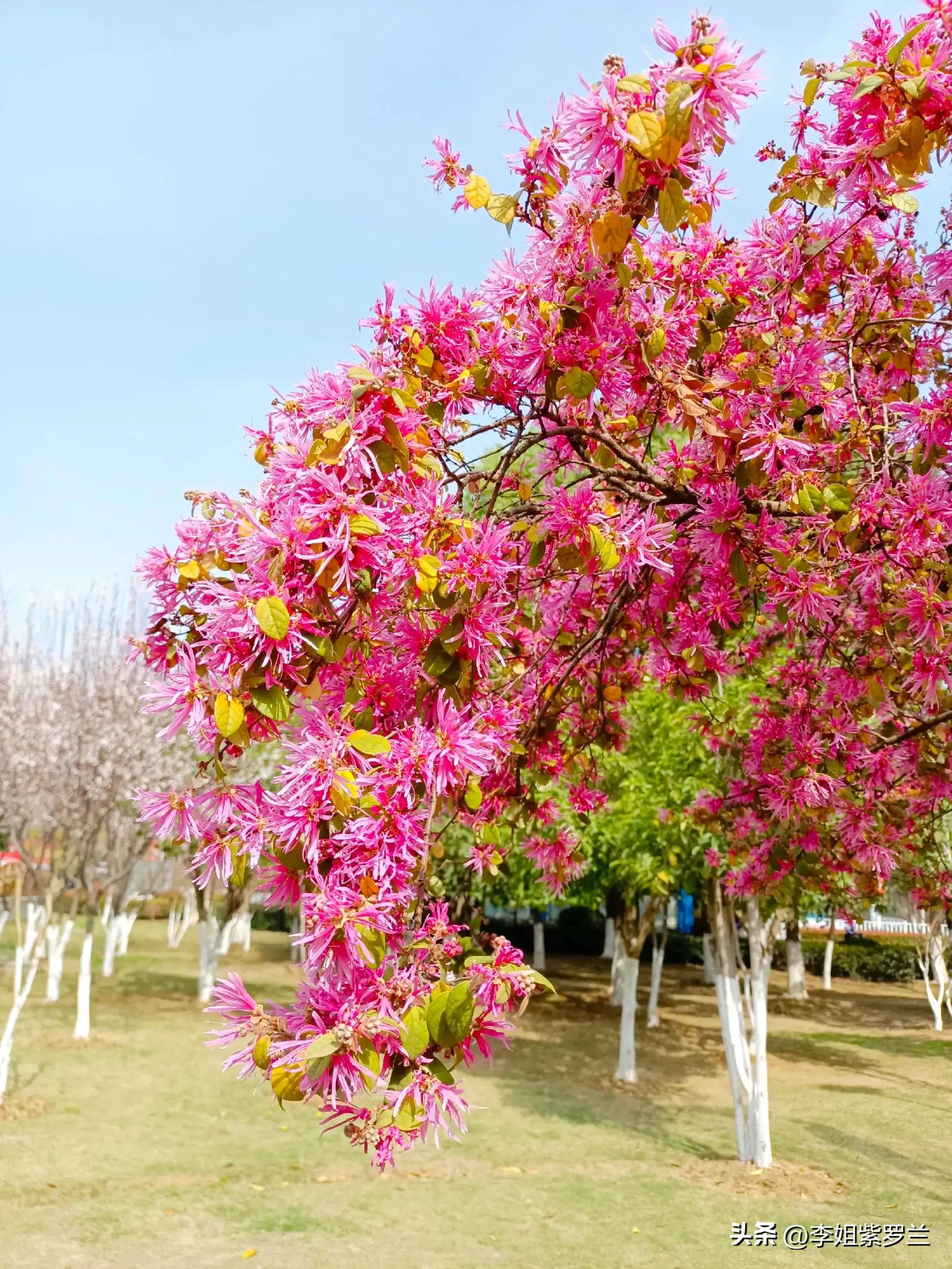 红花继木和红花檵木有什么区别,红花檵木的红花功效与作用