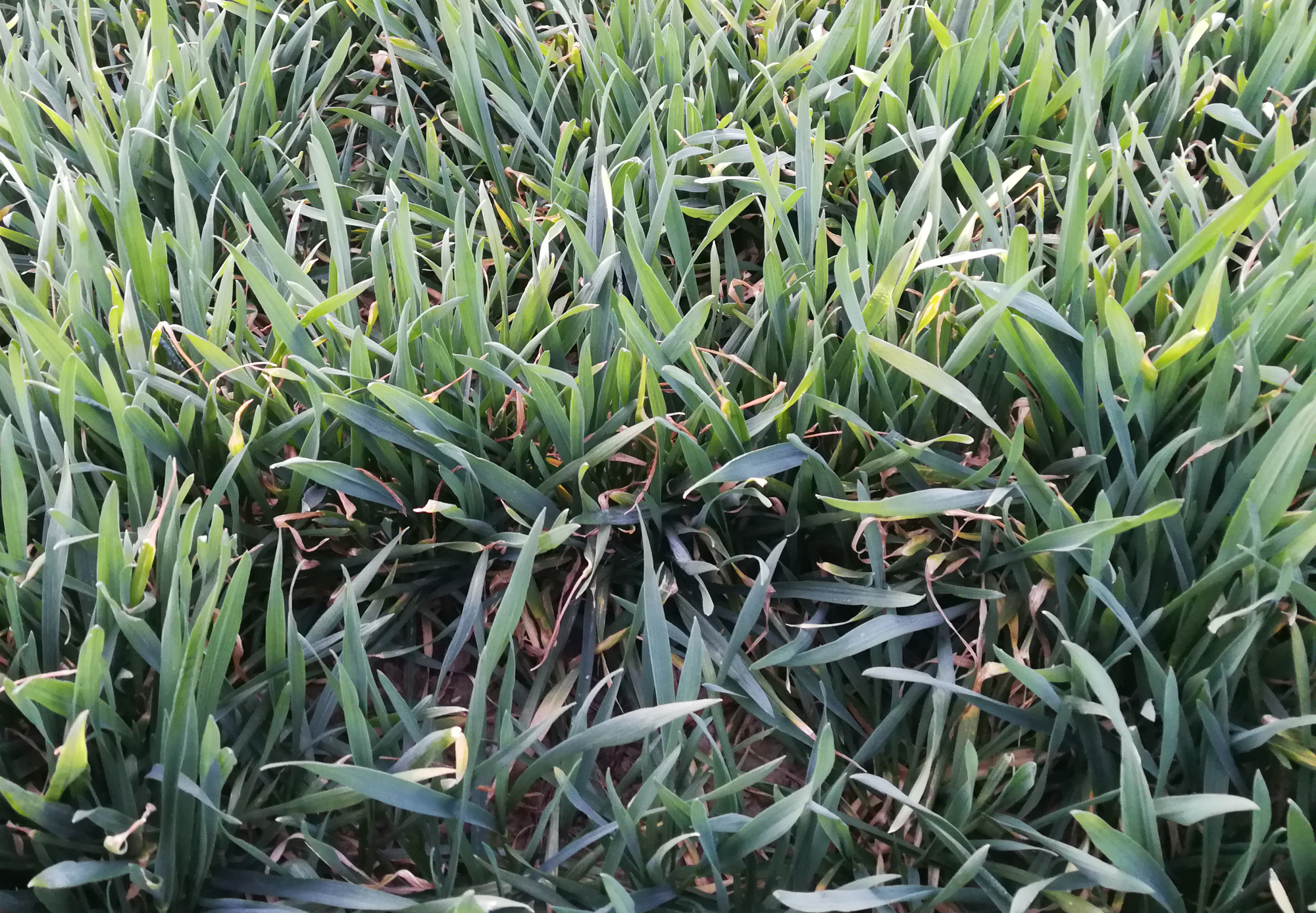 小麦追肥最佳时期什么时候,小麦追肥的正确方法