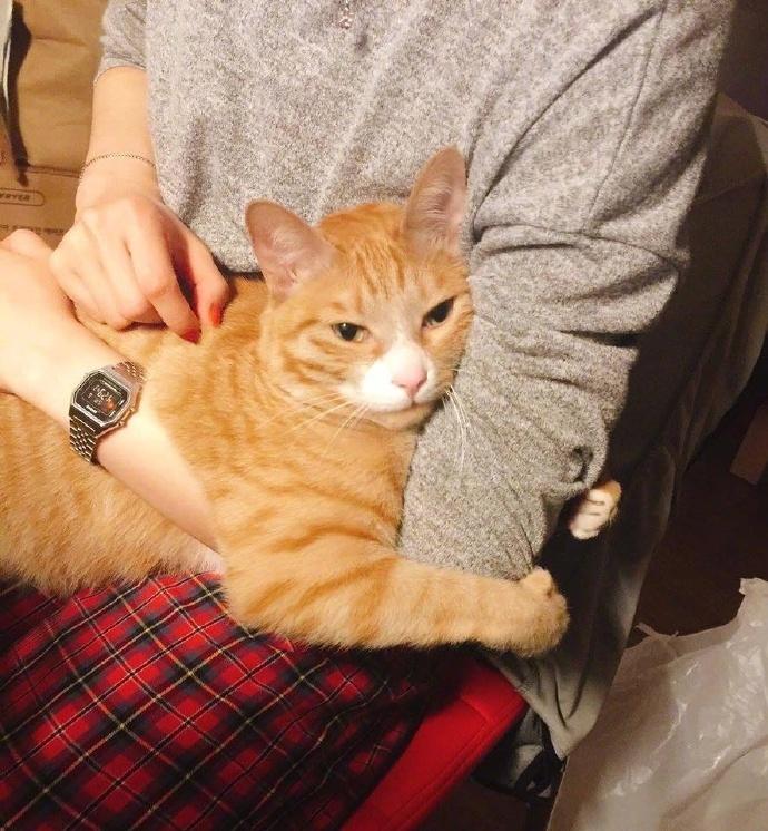 猫咪放屁屎臭正常吗,猫咪放屁臭是什么情况