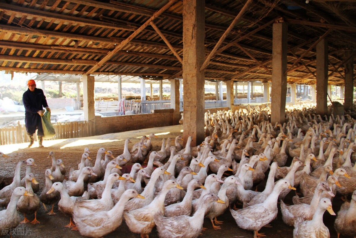 禽病基础知识科普——鸭瘟