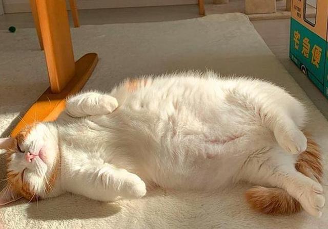 猫咪得了严重毛球症几天会死,毛球症的猫咪有什么办法治疗