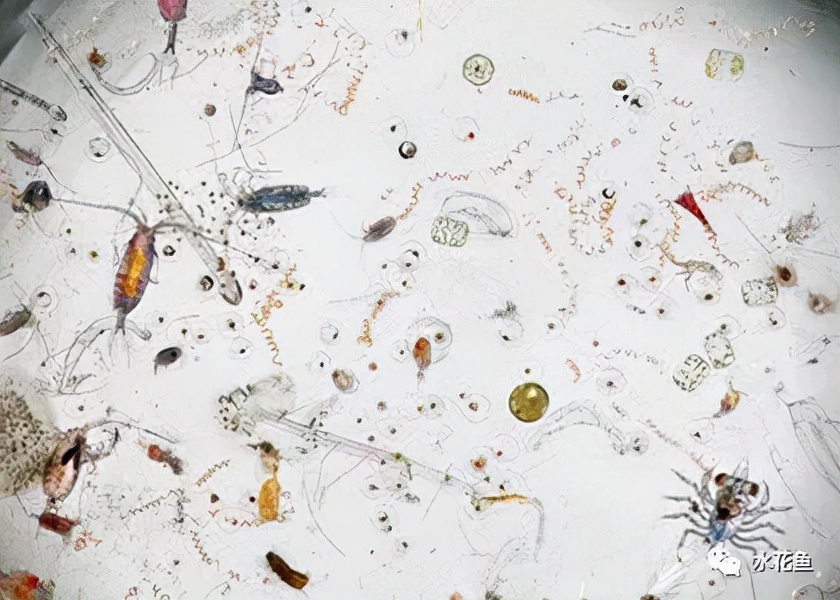 水体中的浮游动物,浮游植物与水华的关系