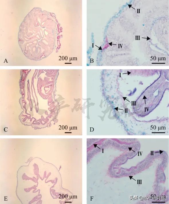 刺参消化系统组织结构特点,刺参粘多糖怎么分解