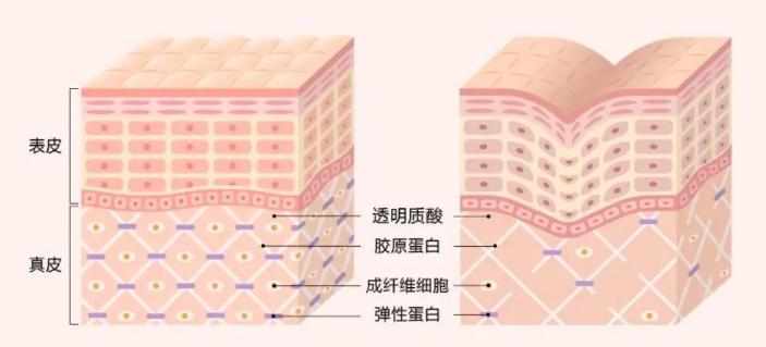美人心计有讲护肤知识的吗,美人新计