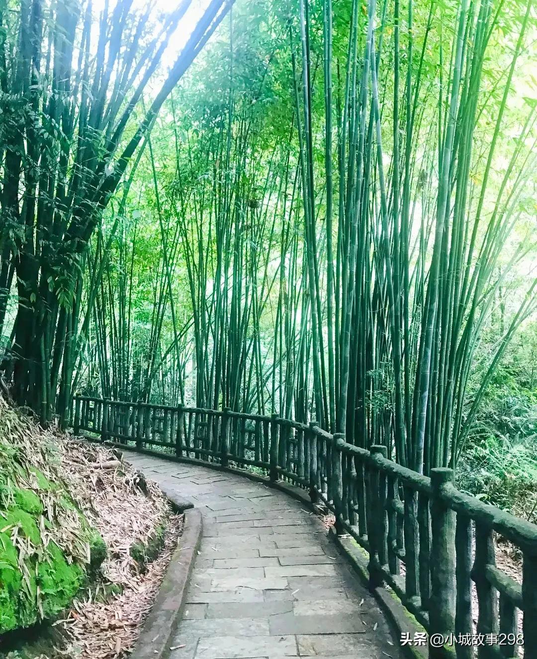 乐山旅游景点沐川竹海,乐山竹海风景区冬季