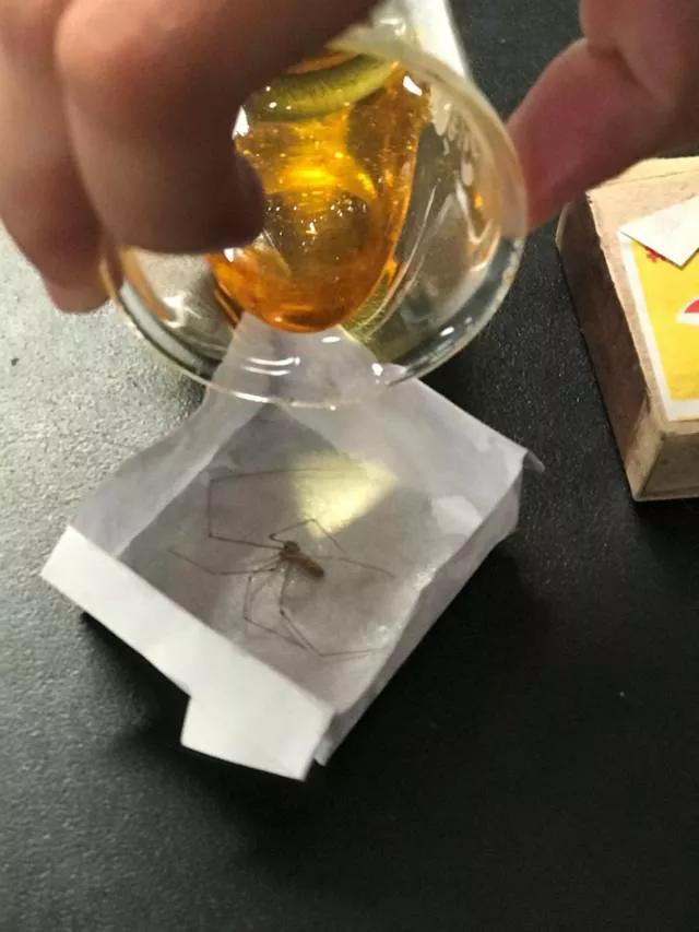 琥珀标本最简单的制作方法,制作琥珀标本要注意什么