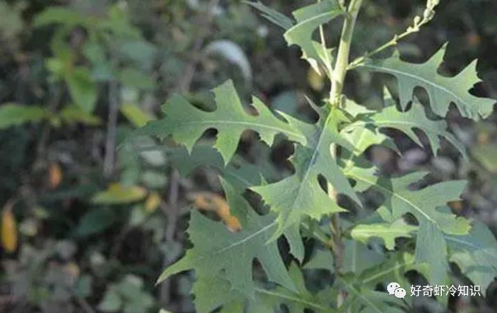 冰箱异味的来源？为何银行卡密码都是6位数？什么是病理性近视？