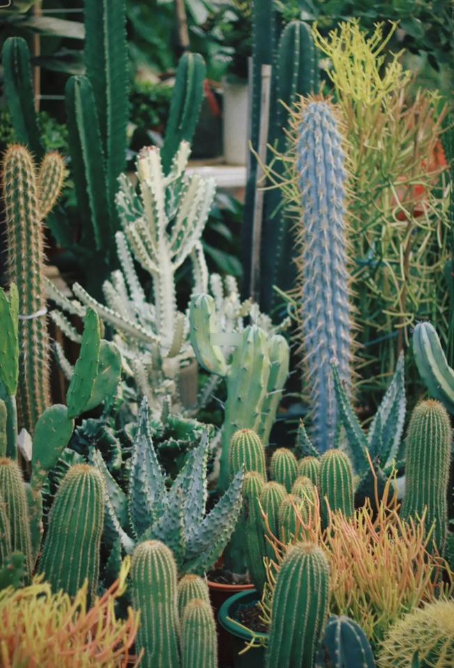 母亲节鲜花花束深圳,深圳福田区母亲节鲜花