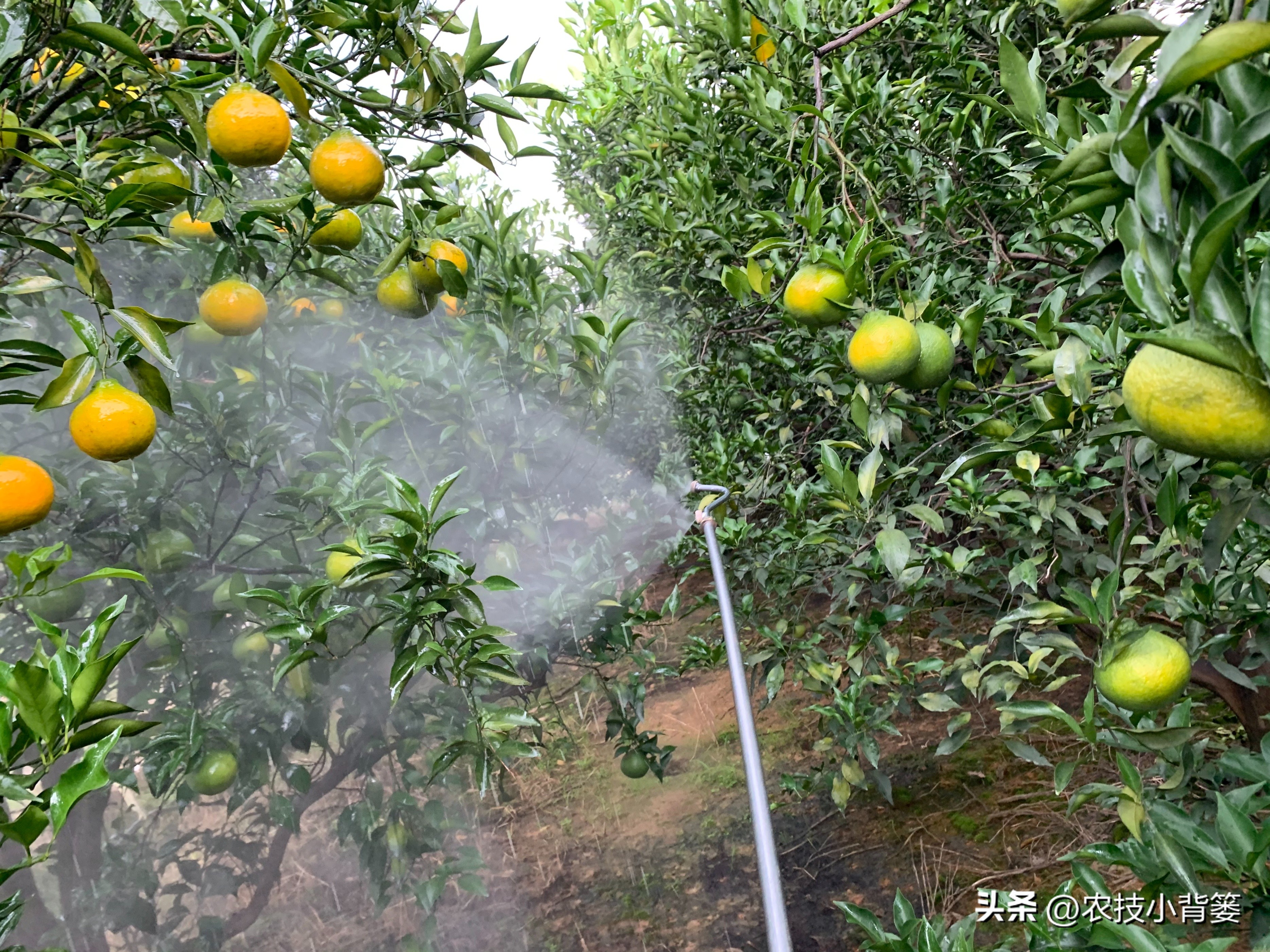 公认最好的对植物无害杀虫剂,植物广谱杀虫剂