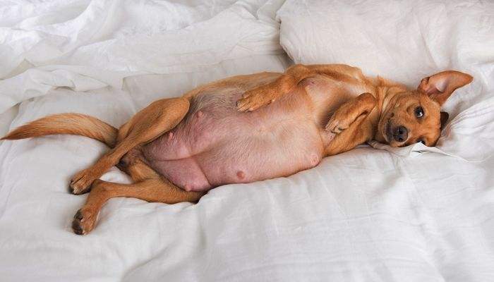 宠物狗怀孕做什么检查,宠物狗怀孕40多天了需要准备什么