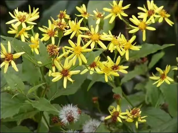 什么花泡水喝明目,什么花能泡水喝可以明目