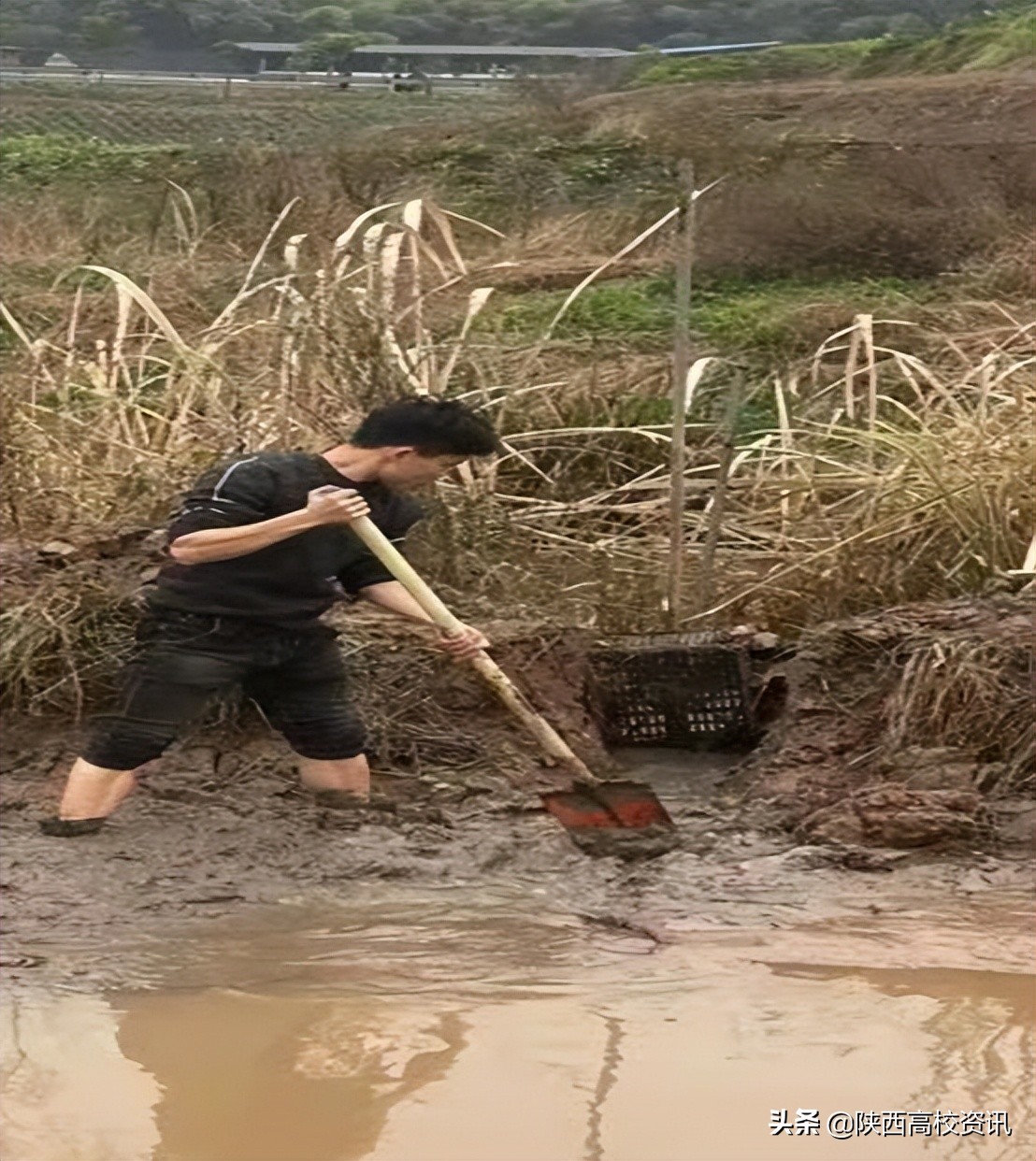 农业高校大学生服务乡村振兴方式,大学生创新创业团队乡村振兴