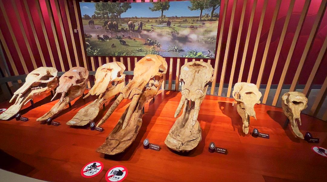 上海自然博物馆隐藏打卡,探秘上海隐秘地