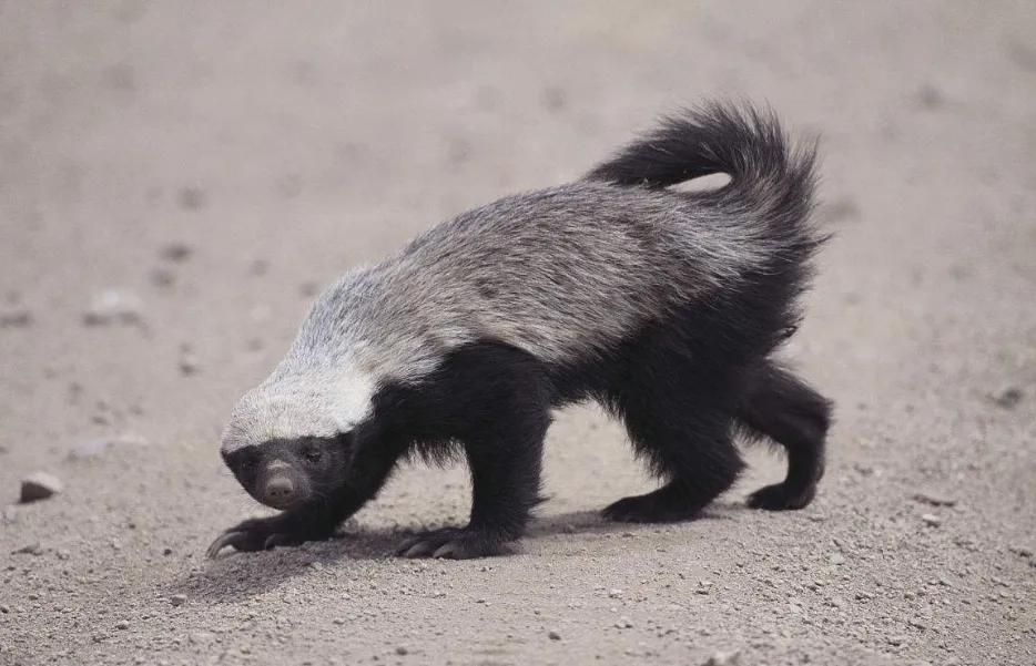 被称为世界动物平头哥的是獾吗,獾子和平头哥是同一种动物吗