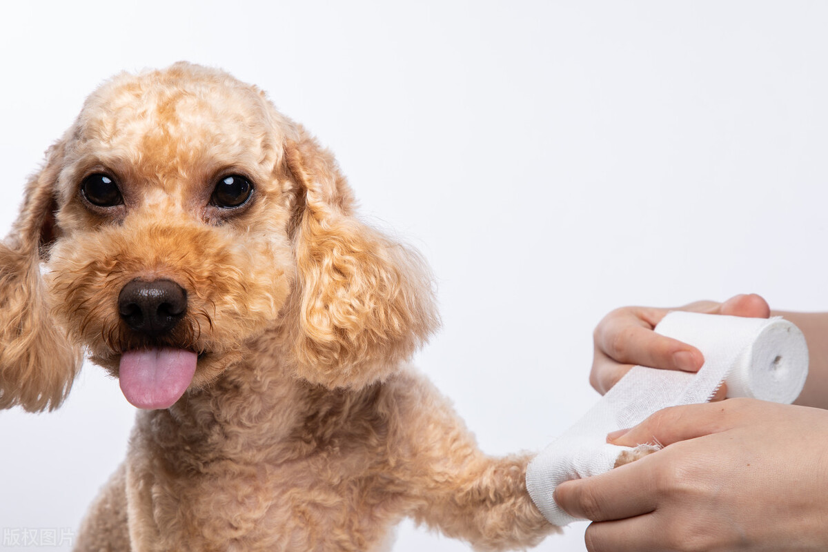 养狗手册,狗狗走路腿有点瘸跑起来没事