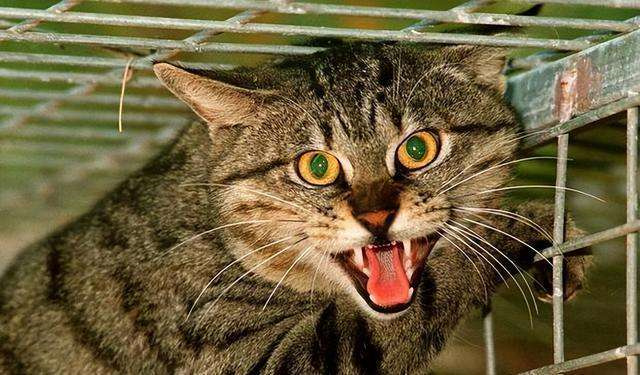 越南不养猫却一年吃掉400万只,越南一年吃400万只猫是真是假