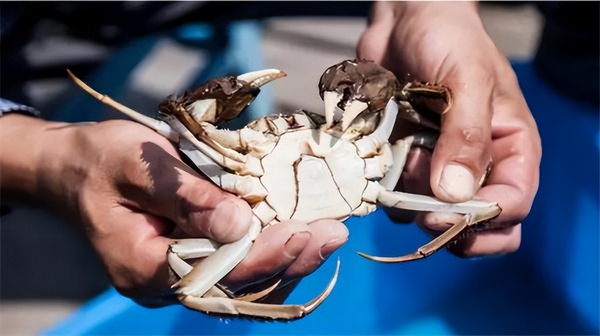 螃蟹刚死常温放了几个小时能吃吗,活螃蟹冷藏放了十天还能吃吗