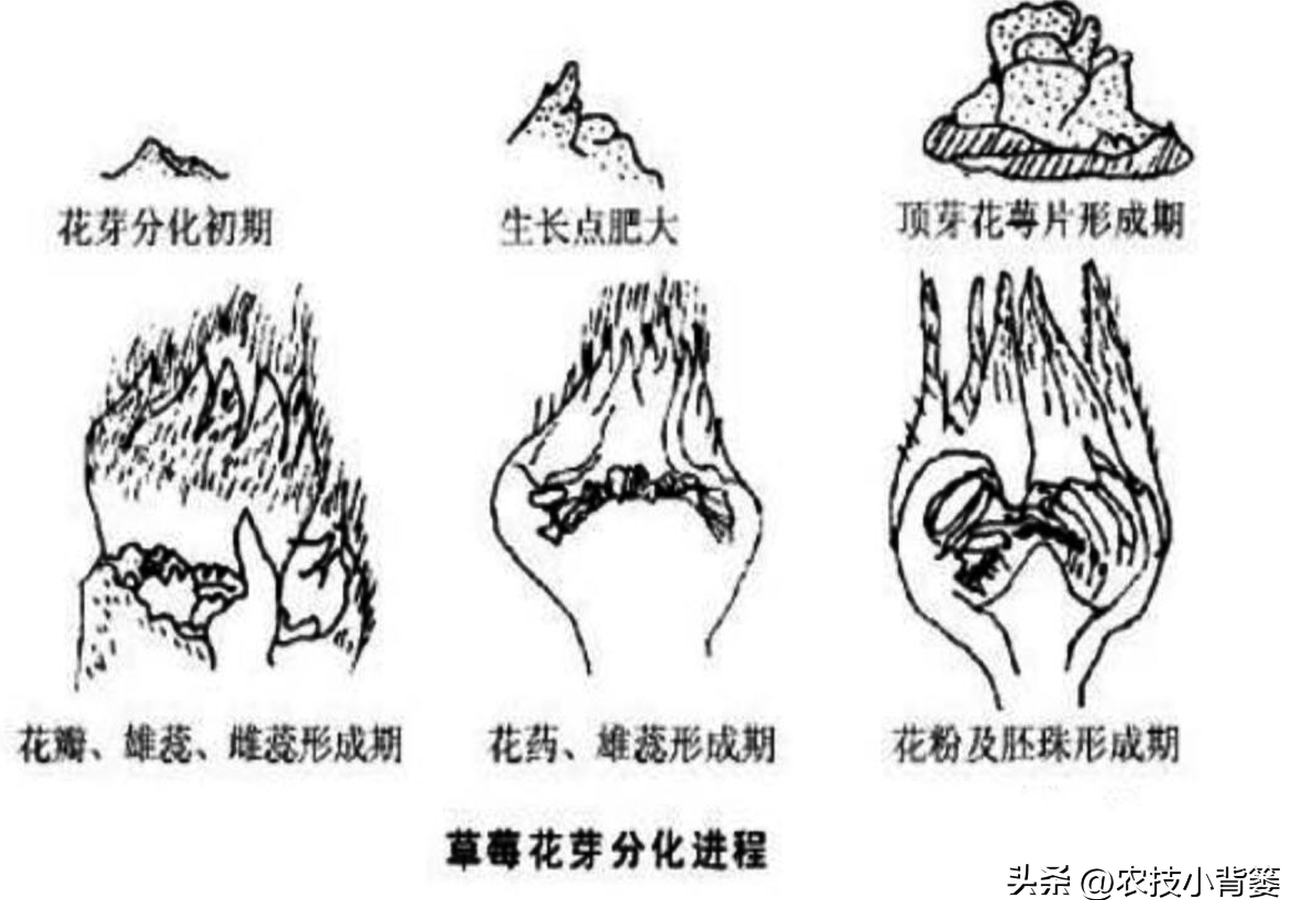 草莓促花芽分化的最快捷方法,草莓花芽分化有规律促花管理